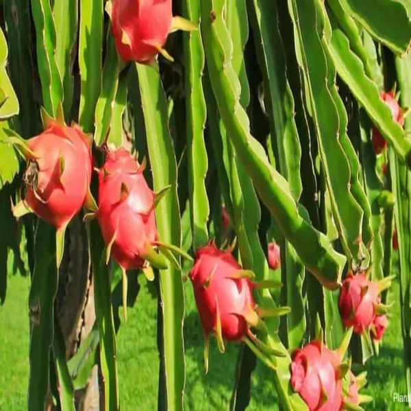 White_Dragon_Fruit_Cutting_Grafted_Fruit_Plant_1_2_Feet_Height