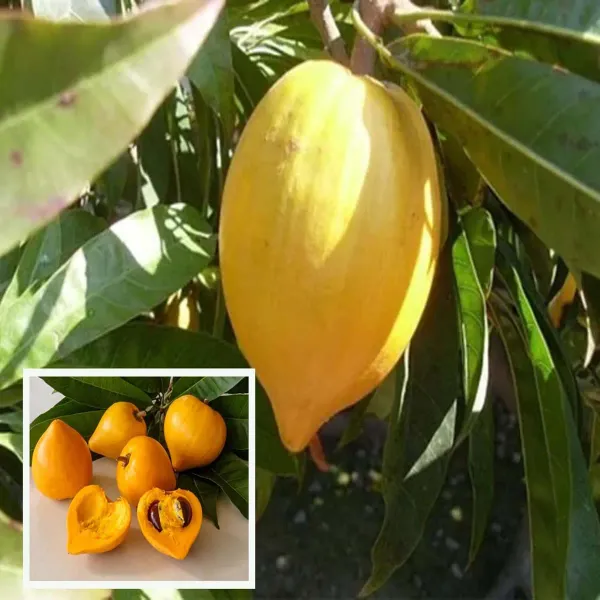 Egg_Fruit_Plant_1_5_3_Feet_Height