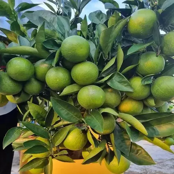 Misoriyo_All_Time_Malta_Mosambi_Grafted_Fruit_Plant_1_5_2_Feet_Height