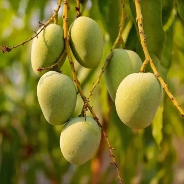 Himsagar_All_Time_Mango_Aam_Grafted_Fruit_Plant_1_5_3_Feet_Height