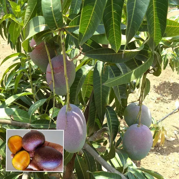 Pusa_Arunika_Mango_Aam_Grafted_Fruit_Plant_1_5_3_Feet_Height