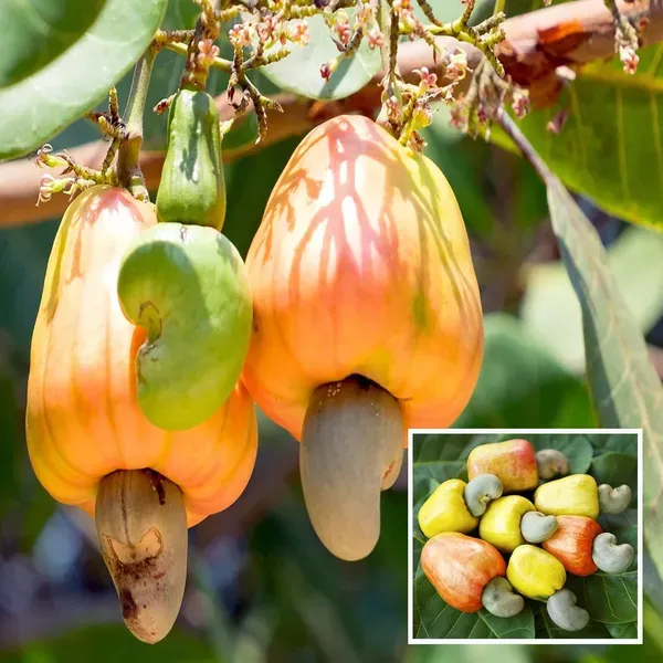Jhargram_1_Kaju_Cashew_Nut_Anacardium_Fruit_Plant_1_5_3_Feet_Height