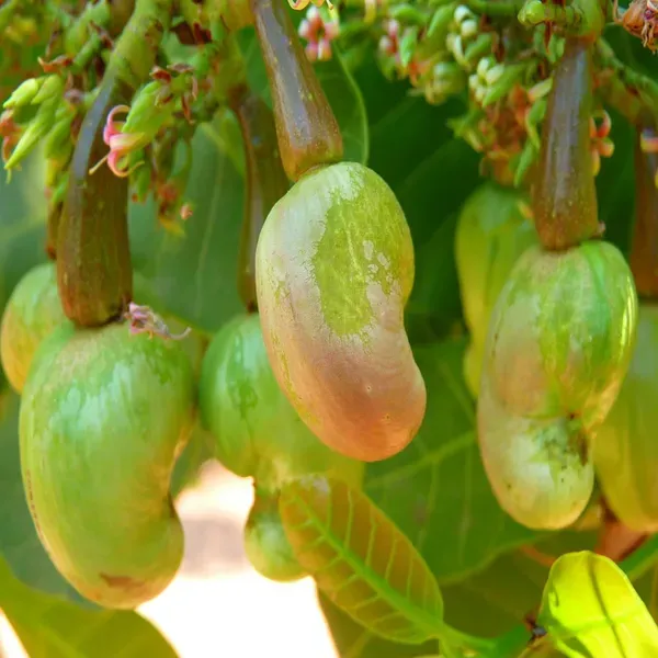 Jhargram_1_Kaju_Cashew_Nut_Anacardium_Fruit_Plant_1_5_3_Feet_Height