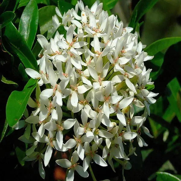 White_Colour_Ixora_Rukmini_Rangan_Flower_Shrubs_Plant_1_5_3_Feet_Height