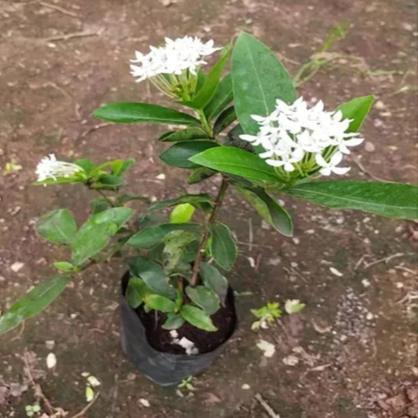 White_Colour_Ixora_Rukmini_Rangan_Flower_Shrubs_Plant_1_5_3_Feet_Height