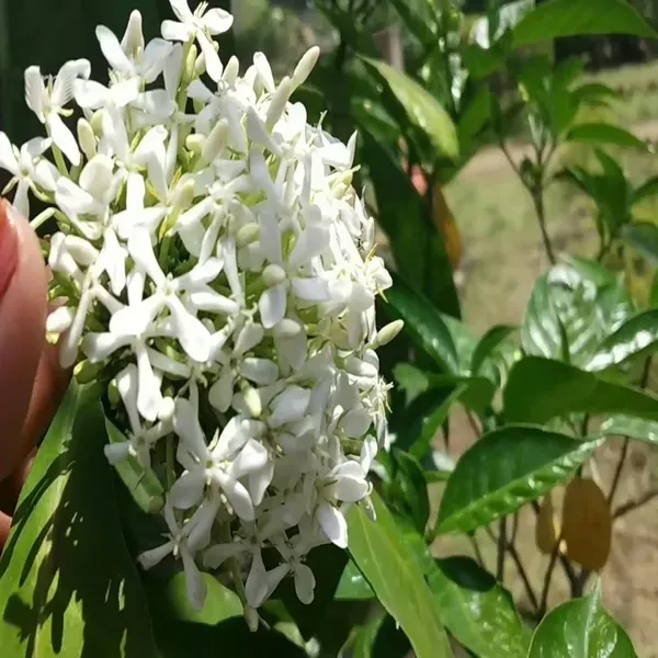 White_Colour_Ixora_Rukmini_Rangan_Flower_Shrubs_Plant_1_5_3_Feet_Height