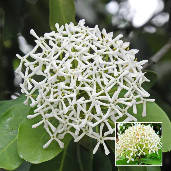 White_Colour_Ixora_Rukmini_Rangan_Flower_Shrubs_Plant_1_5_3_Feet_Height