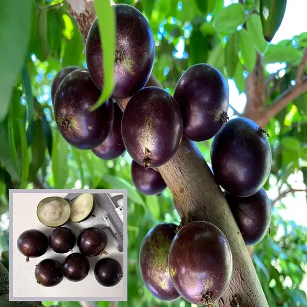 Grimal_Jabuticaba_Fruit_Plant_1_5_3_Feet_Height