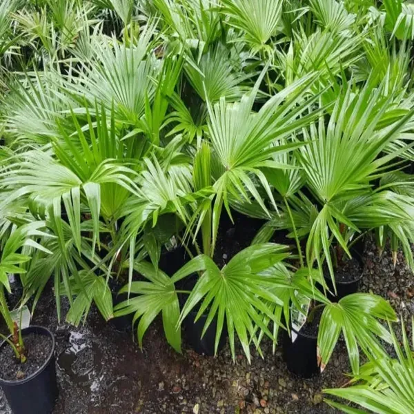Chinese_Fan_Palm_Ornamental_Plant_1_5_3_Feet_Height