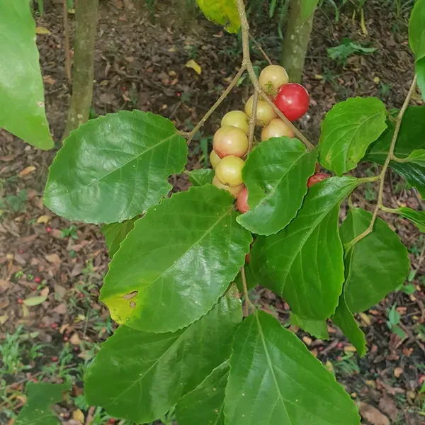 Lovi_Lovi_Fruit_Plant_1_5_3_Feet_Height