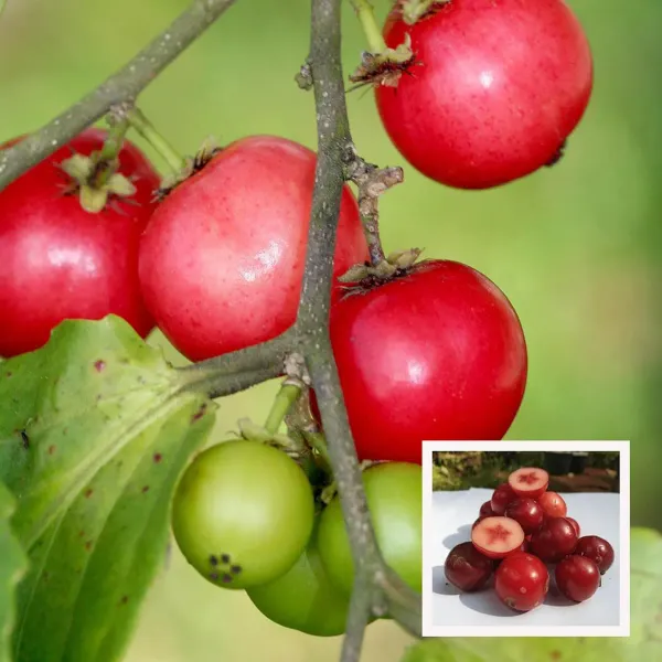 Lovi_Lovi_Fruit_Plant_1_5_3_Feet_Height