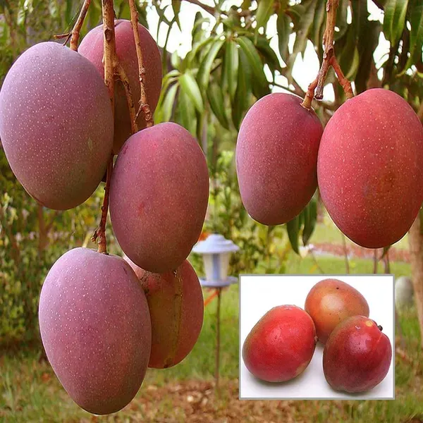 American_Red_Palmar_Mango_Aam_Grafted_Fruit_Plant_1_5_3_Feet_Height