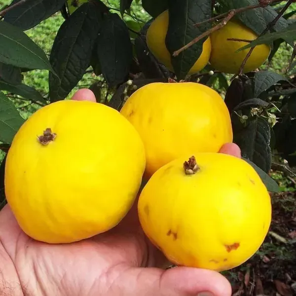 Araza_Boi_Fruit_Plant_1_5_3_Feet_Height