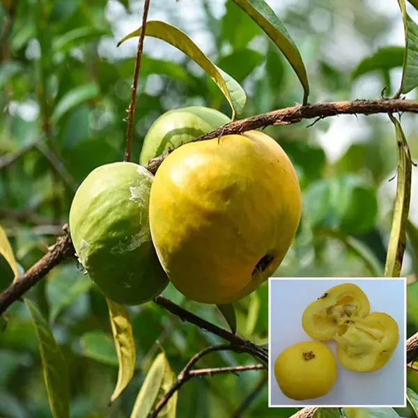 Araza_Boi_Fruit_Plant_1_5_3_Feet_Height