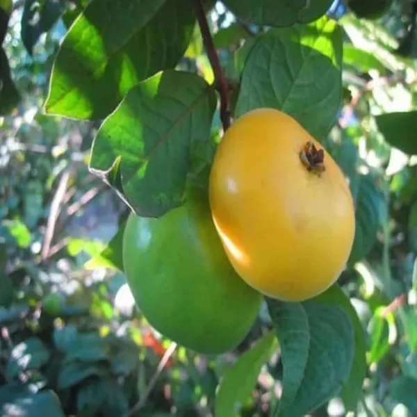 Araza_Boi_Fruit_Plant_1_5_3_Feet_Height