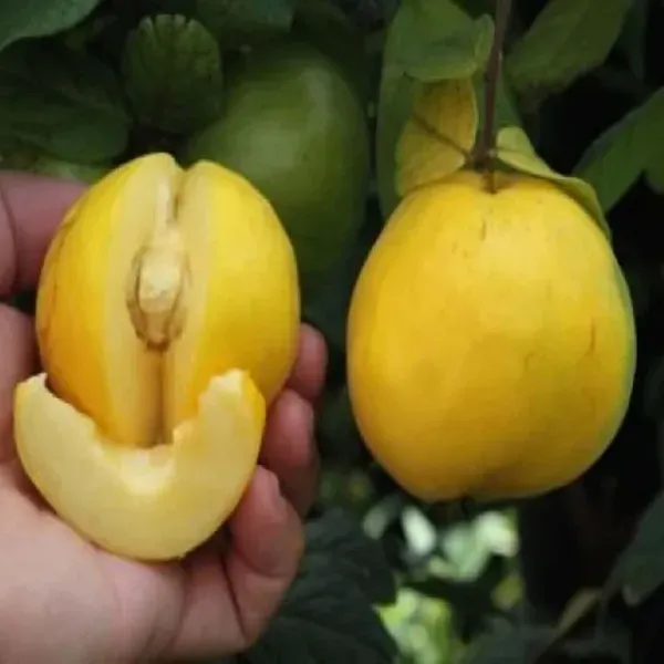 Araza_Boi_Fruit_Plant_1_5_3_Feet_Height