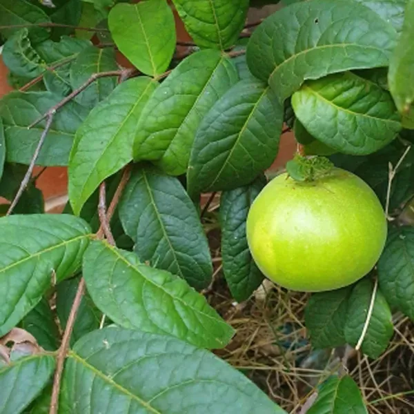 Araza_Boi_Fruit_Plant_1_5_3_Feet_Height