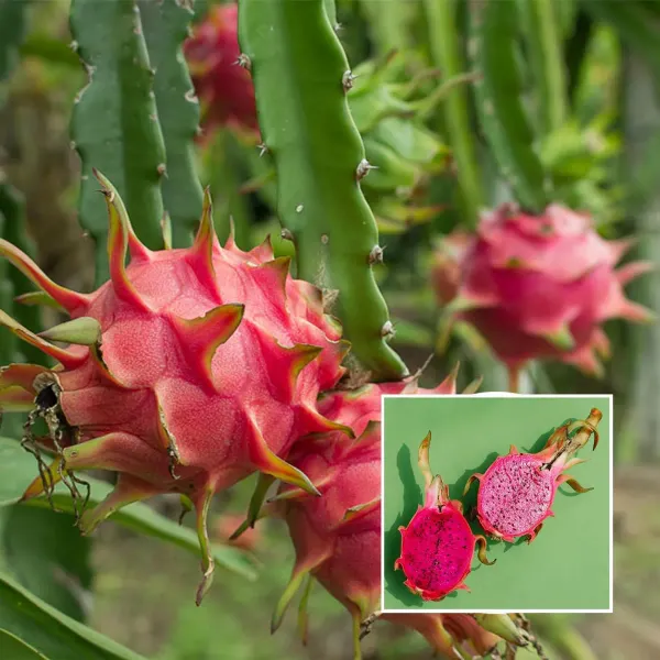 Pink_Dragon_Fruit_Cutting_Grafted_Fruit_Plant_1_2_Feet_Height