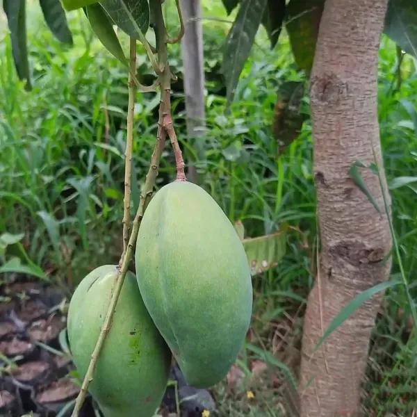 Bangladesh_Bari_11_All_Time_Mango_Aam_Grafted_Fruit_Plant_1_5_3_Feet_Heigh