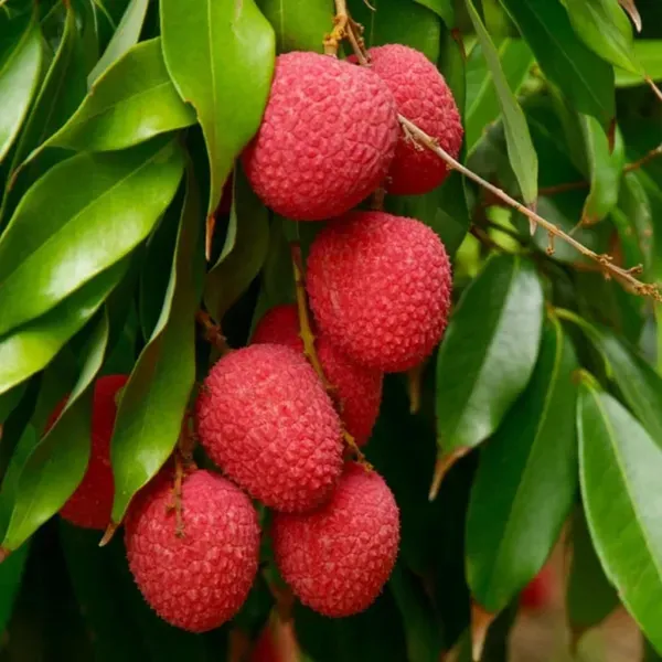 Bombai_Litchi_Lychee_Layering_Grafted_Fruit_Plant_1_5_2_Feet_Height