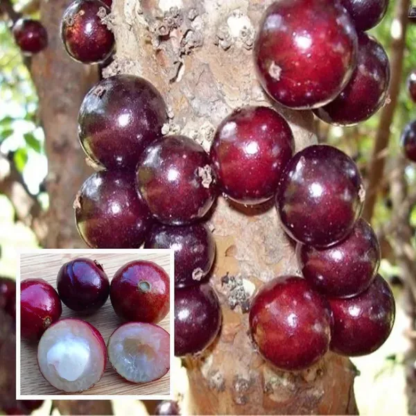 Escarlate_Jabuticaba_Fruit_Plant_1_5_3_Feet_Height