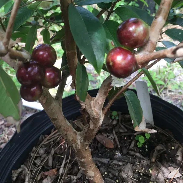 Escarlate_Jabuticaba_Fruit_Plant_1_5_3_Feet_Height