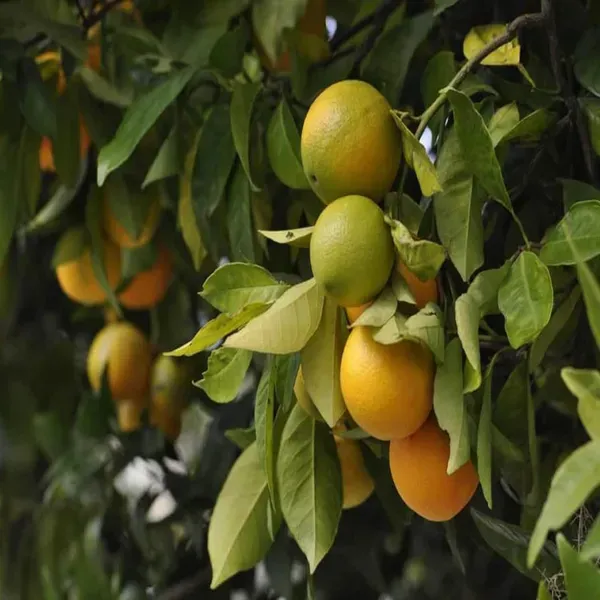 China_Orange_Santra_Grafted_Fruit_Plant_1_5_2_Feet_Height