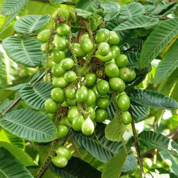 Green_Matoa_Fruit_Plant_1_5_3_Feet_Height
