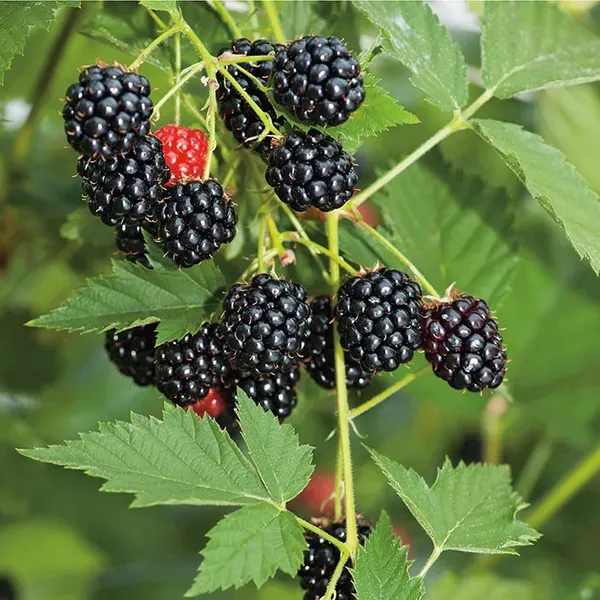 Blackberry_Climbing_Plant