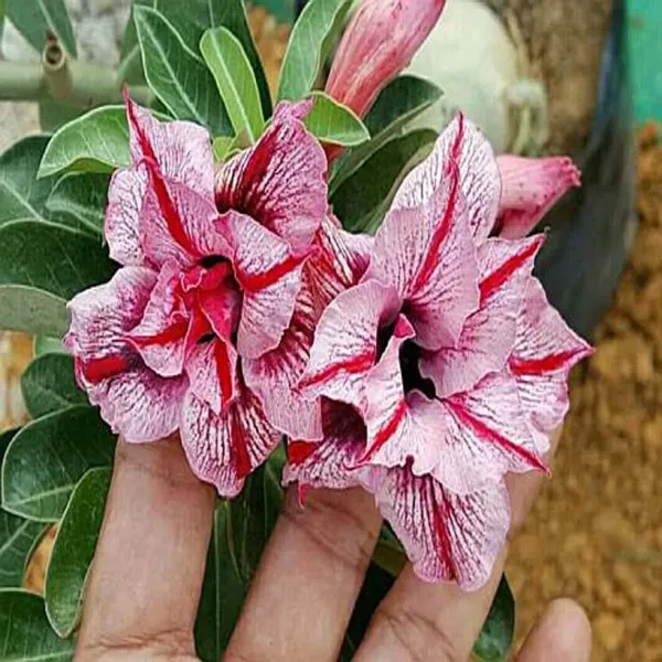 Hybrid_Rosey_Verity_Grafting_Adenium_Obesum_Desert_Rose_Plant