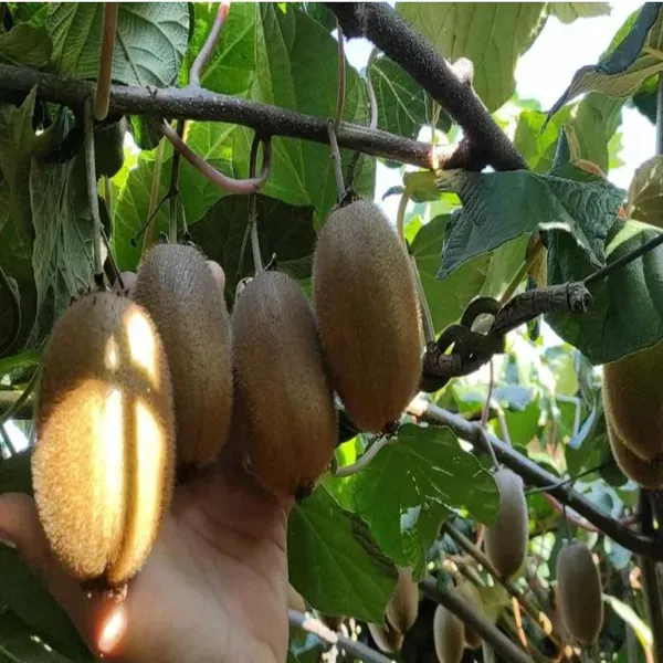 Allison_Kiwi_Grafted_Fruit_Live_Plant_2_3_Feet_Height