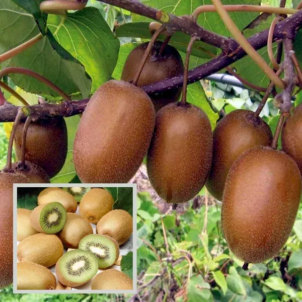 Allison_Kiwi_Grafted_Fruit_Live_Plant_2_3_Feet_Height