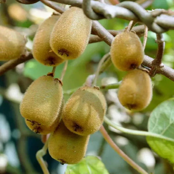 Allison_Kiwi_Grafted_Fruit_Live_Plant_2_3_Feet_Height