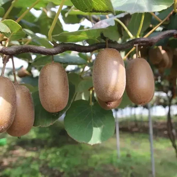 Allison_Kiwi_Grafted_Fruit_Live_Plant_2_3_Feet_Height