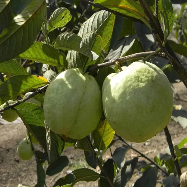 Vnr_Bihi_Guava_Amrood_Layering_Grafted_Fruit_Plant_1_5_3_Feet_Height