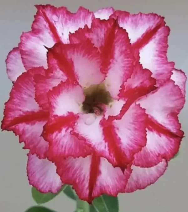 Hybrid_Rosey_Verity_Adenium_Obesum_Desert_Rose_Grafted_Flowers_Plant