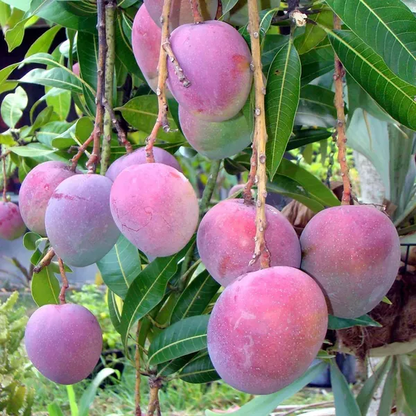 Tommy_Atkins_All_Time_Mango_Mango_Aam_Grafted_Fruit_Plant_1_5_3_Feet_Heigh