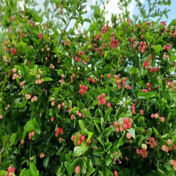 Karonda_Carissa_Carandas_Cherry_Cherries_Layering_Grafted_Plant_1_2_Feet_H