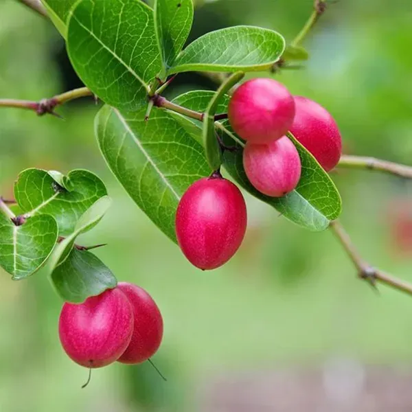 Karonda_Carissa_Carandas_Cherry_Cherries_Layering_Grafted_Plant_1_2_Feet_H