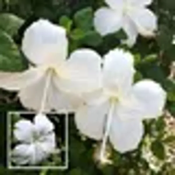 Pink_Colour_Hibiscus_Joba_Gudhal_Flower_Plant_1_2_Feet_Height
