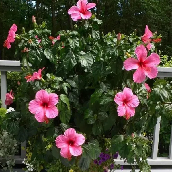 Pink_Colour_Hibiscus_Joba_Gudhal_Flower_Plant_1_2_Feet_Height