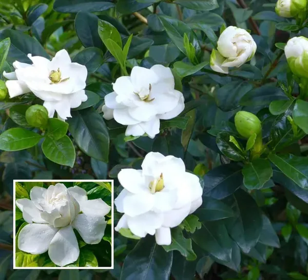 Gardenia_Gandharaj_Cape_Jasmine_Highly_Fragrant_Shrubs_Flower_Plant_1_2_Fe