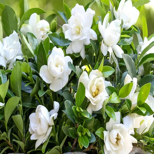 Gardenia_Gandharaj_Cape_Jasmine_Highly_Fragrant_Shrubs_Flower_Plant_1_2_Fe