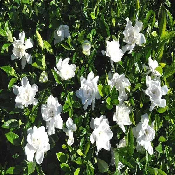 Gardenia_Gandharaj_Cape_Jasmine_Highly_Fragrant_Shrubs_Flower_Plant_1_2_Fe