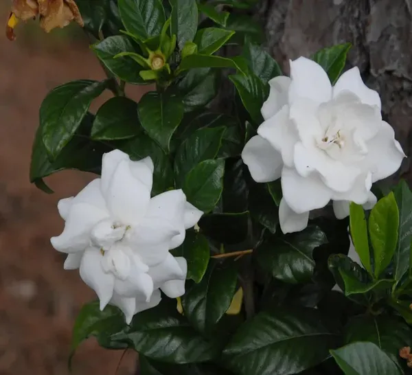 Gardenia_Gandharaj_Cape_Jasmine_Highly_Fragrant_Shrubs_Flower_Plant_1_2_Fe