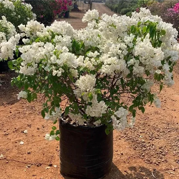 White_Colour_Bougainvillea_Kagoj_Ful_Shrubs_Flower_Plant_1_2_Feet_Height