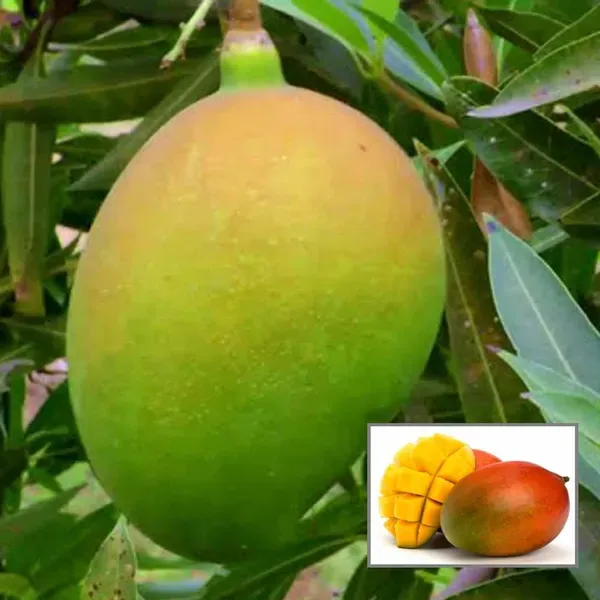 Suvarnarekha_Mango_Aam_Grafted_Fruit_Plant_1_5_3_Feet_Height