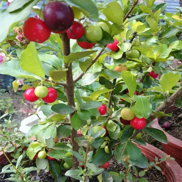 Barbados_Apple_Cherry_Cherries_Layering_Grafted_Fruit_Plant_1_2_Feet_Heigh