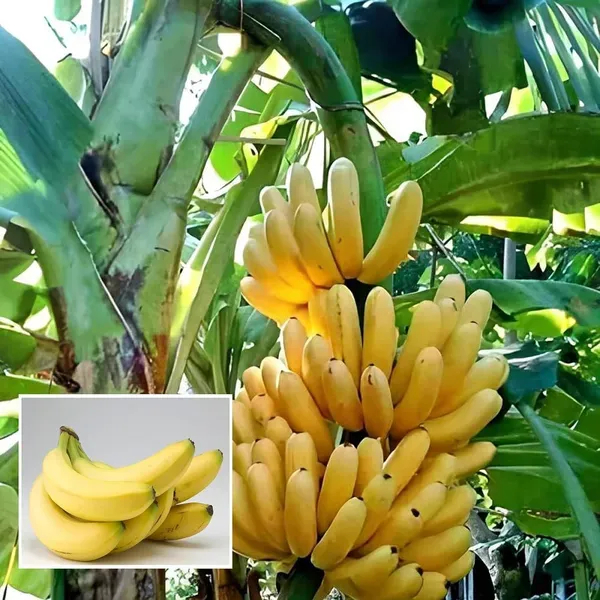 Singapuri_Banana_Tissue_Caltured_Fruit_Fruit_Plant_1_5_2_Feet_Height