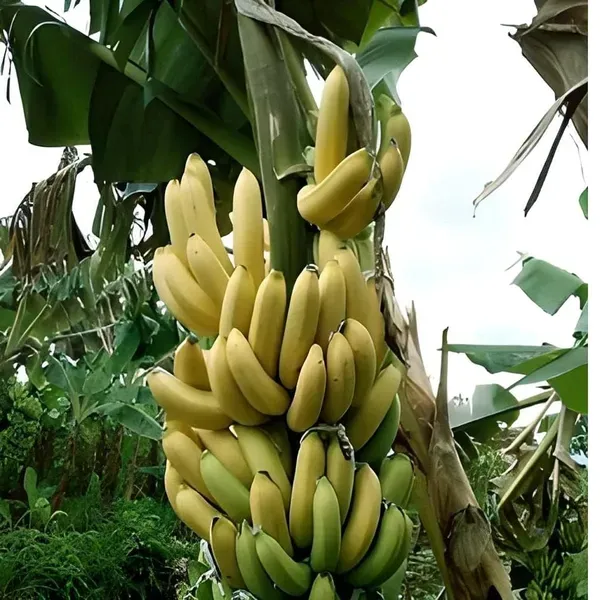 Singapuri_Banana_Tissue_Caltured_Fruit_Fruit_Plant_1_5_2_Feet_Height